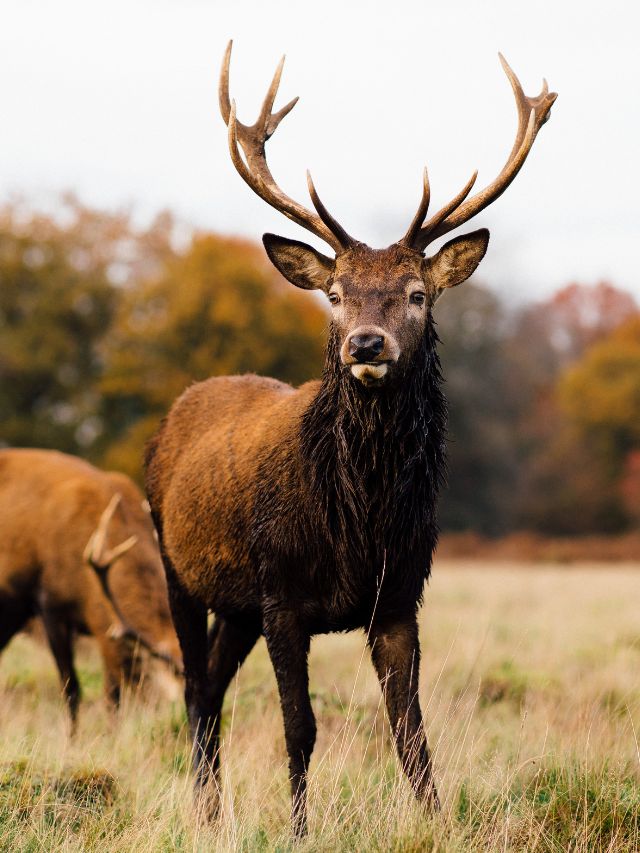 Read more about the article Best Places in India to Spot Blackbuck for Wildlife Enthusiasts